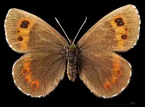 Erebia ligea ligea ♀