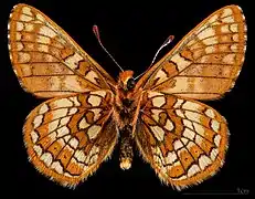 Euphydryas cynthia alpicola-  Male △