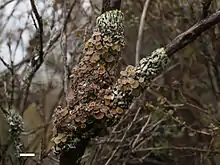 Menegazzia testacea, on a small tree in the Rangipo Desert, New Zealand. Scale bar = 1 cm.