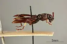 A pinned specimen of Tricondyloides elongatus from a museum collection