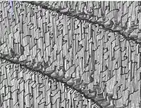 Detailed view at very high magnification. Wall thickness of the vertical structures is about 10 µm.