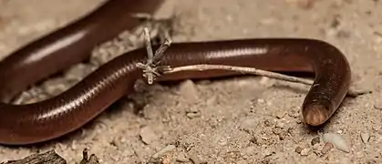 Along edges of coastal shrub land at Thompson Beach SA, ~50&nbsp;km north of Adelaide.
