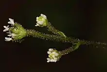 Close-up of the flowerhead and glandular stem