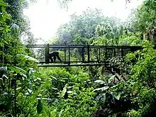 The Center for Great Apes has about 2 miles of aerial trailways.