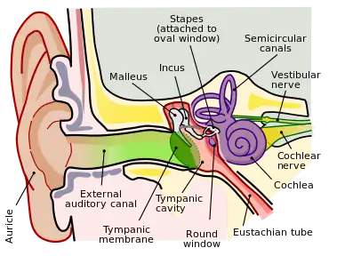 Human ear anatomy. Brown is outer ear.
Red is middle ear.
Purple is inner ear.
