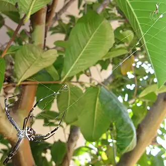 Female silver argiope (bottom-left) with dewdrop spider (top-right) living in its web, in California