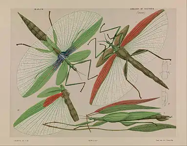 Red shouldered stick insect, Tropidoderus rhodomus