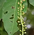 flower buds in  Kolkata, West Bengal, India.