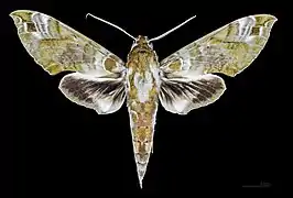 Cechenena helops papuana, female dorsal view