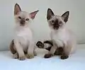 Chocolate mink and black point kittens