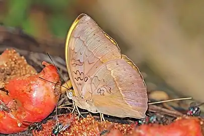 male C. e. egestaKakum National Park, Ghana