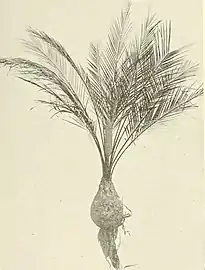 Female Plant