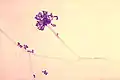Conidia phialoconidia of A. fumigatus