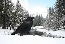 Raven