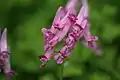 Corydalis buschii