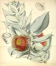 E. macrocarpa, as figured by Walter Hood Fitch in 1847.