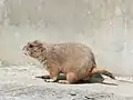 Prairie dog