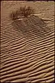 Sand ripples