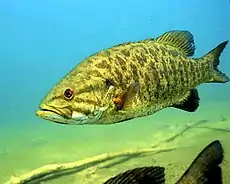 Smallmouth bass underwater