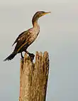 Double crested cormorant