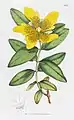 Long-flowered St.Johns-wort. Plate 2017. Vol 29 (1st. Ed. 1807)
