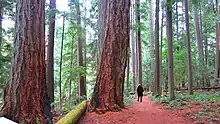 A person is walking through Heritage forest. The trees are big and have red bark.