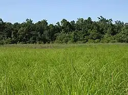 Swampland and tall grassland, Clere River area, Welaluhu, Manufahi