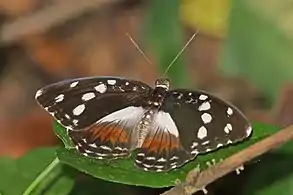 female A. g. galeneBobiri Forest, Ghana