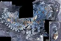 Thylacares, a thylacocephalan arthropod from the Waukesha Biota. Unlike most other members of its grouping, Thylacares had small eyes, and a smaller stomach.