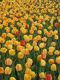 Canadian Tulip Festival in Ottawa, Ontario, 2007