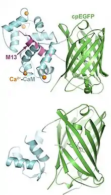 Structure of GCaMP