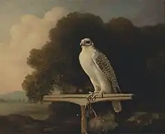 Greenland Falcon (1780), oil on panel, 81.3 x 99.1&nbsp;cm., Yale Center for British Art