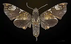 Giganteopalpus mirabilis