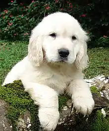 Image 19Golden Retriever puppy (from Puppy)