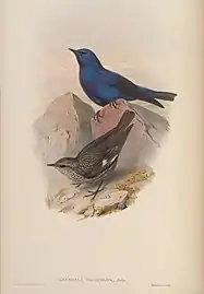 Illustration by John Gould, c. 1850s