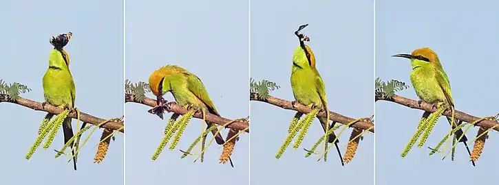 J. o. ocyale eaten by green bee-eater, India