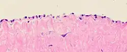 Histology of the peritoneal mesothelial lining, and underlying fibrous tissue. H&E stain.