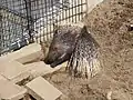 Crested porcupine