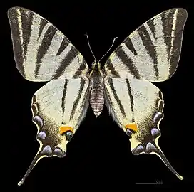 Female