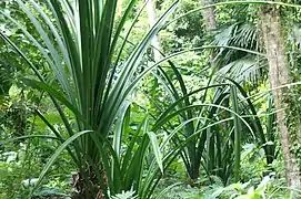 Karagumoy in the forest