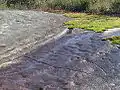 20 metre long petroglyph at KC NP