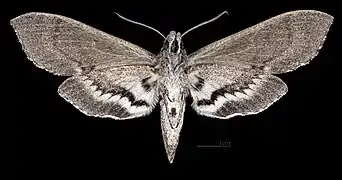 Lintneria maura  ♀ △