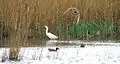 Little egret and teal ducks on Lagoon near the hide at Newport Wetlands RSPB Reserve
