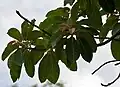 Fruit with leaves in Narsapur, Medak district, India
