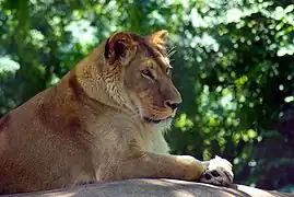 Lioness
