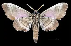 Male M. g. carstanjeni, underside