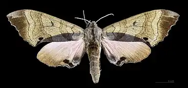 Female M. g. echephron