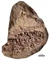 Fossil of unhatched juvenile or fetus of Mesosaurus tenuidens (FC-DPV 2504) from Uruguay