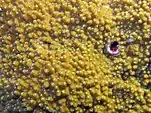 Polyps of Montipora aequituberculata