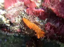 A 5&nbsp;mm juvenile of the yellow form of Triopha maculata in a California tide pool.